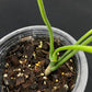 Philodendron alternans