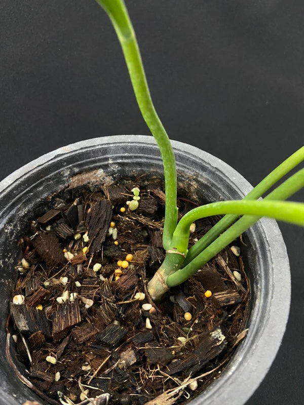 Philodendron alternans