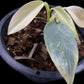 Philodendron hastatum variegated