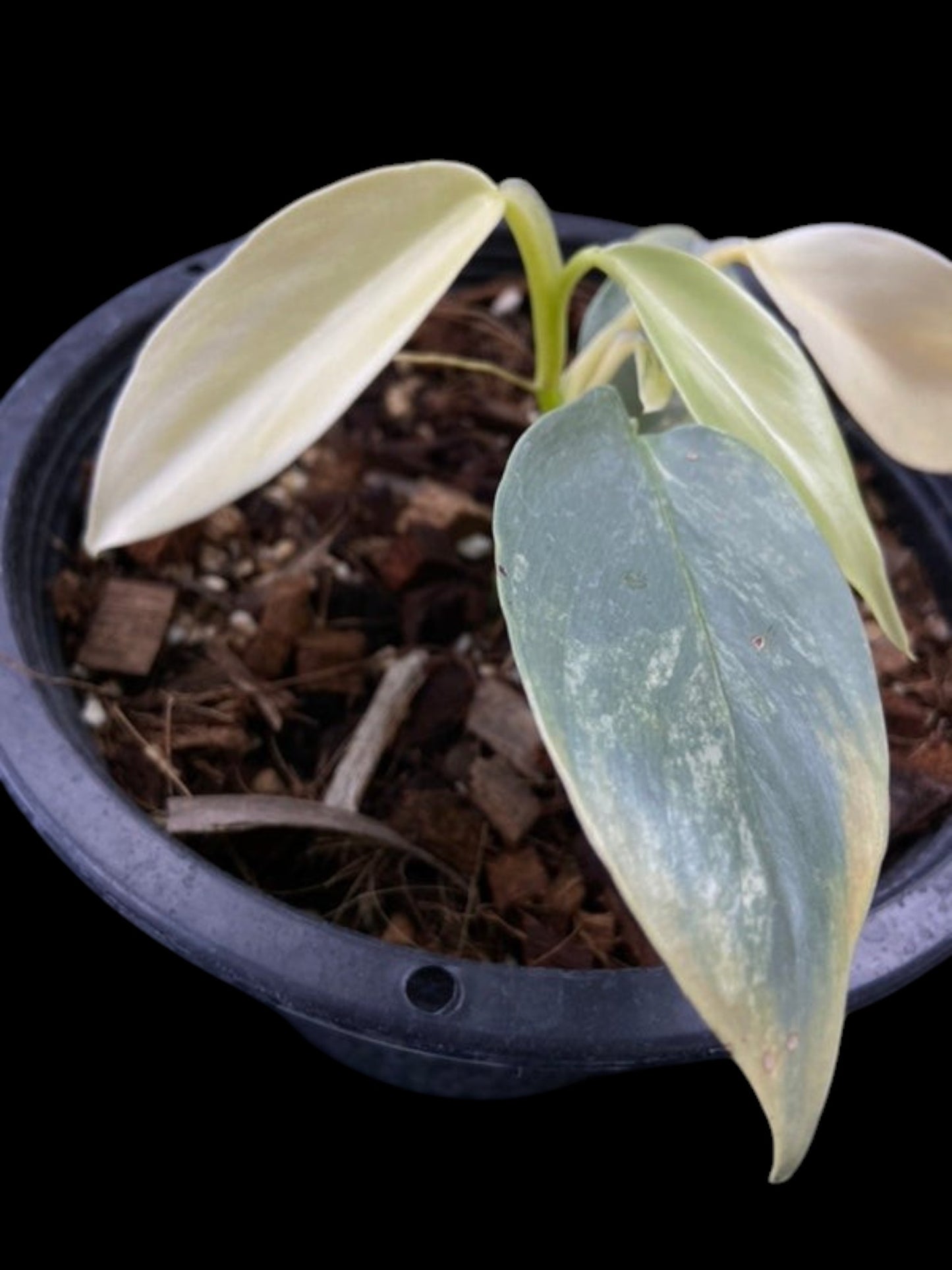 Philodendron hastatum variegated