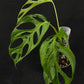 Monstera obliqua los tayos