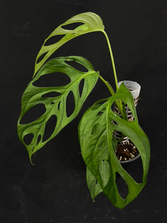 Monstera obliqua los tayos