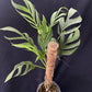 Monstera spruceana