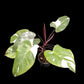 Philodendron Red Anderson