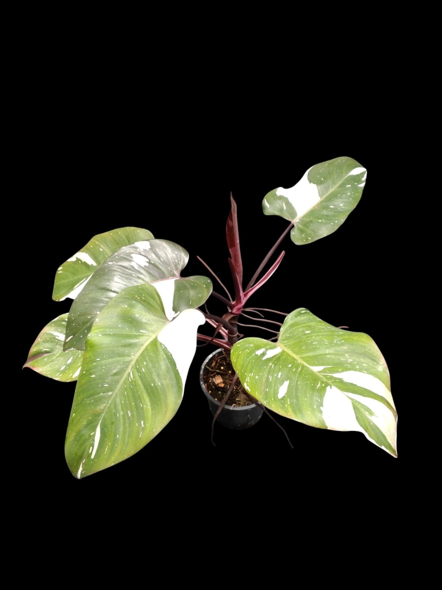 Philodendron Red Anderson