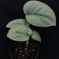 Scindapsus Platinum