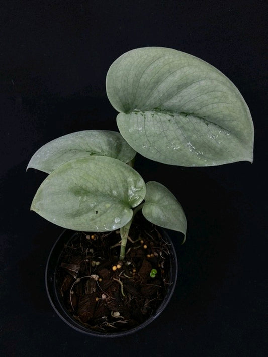 Scindapsus Platinum