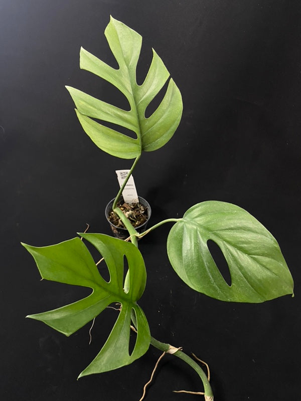 Rhaphidophora tetrasperma wild form