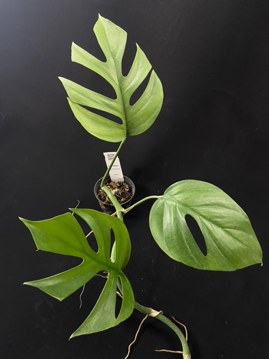 Rhaphidophora tetrasperma wild form