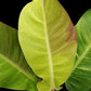 Philodendron Red Moon