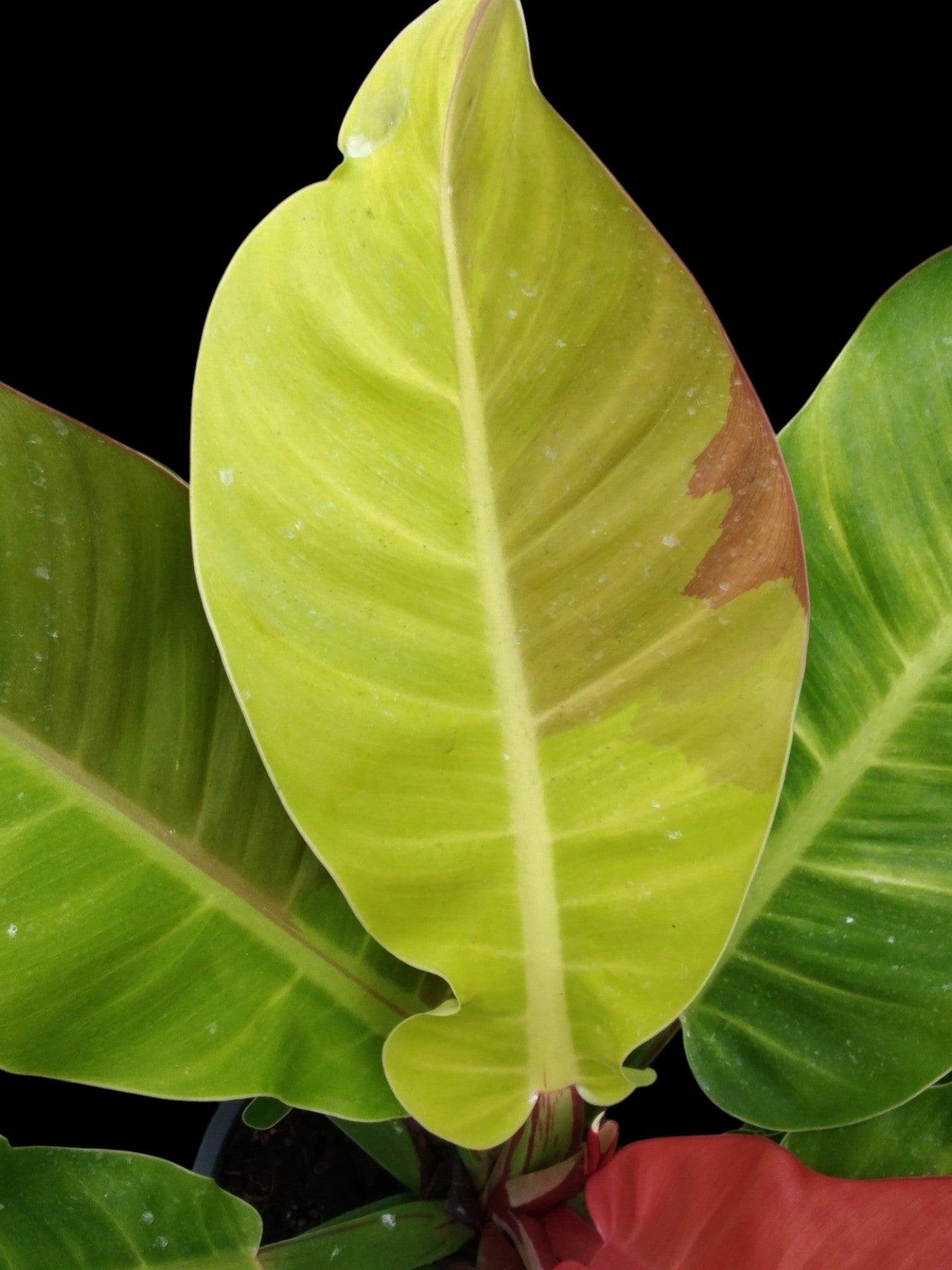 Philodendron Red Moon