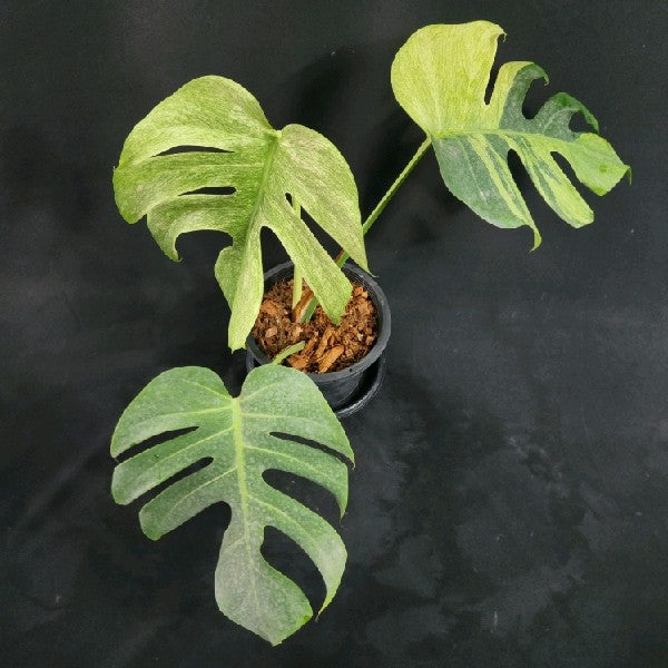 Monstera deliciosa Mint NOID