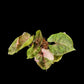 Syngonium Strawberry Ice