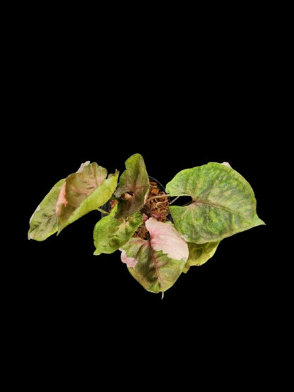 Syngonium Strawberry Ice