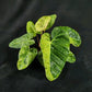 Philodendron El Choco Red x billietiae Marble