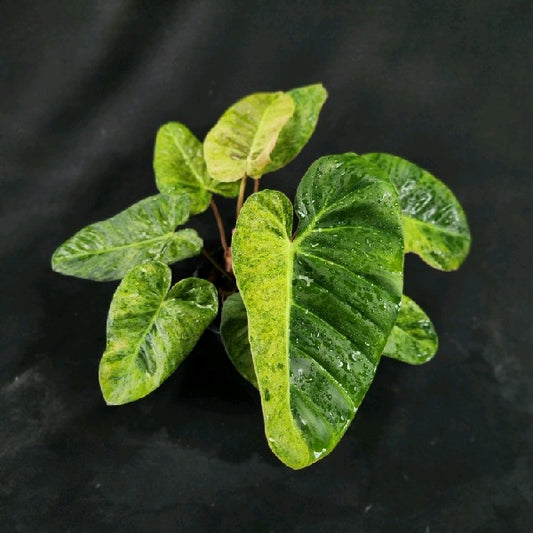Philodendron El Choco Red x billietiae Marble