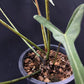 Philodendron longilobatum