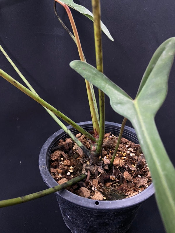 Philodendron longilobatum