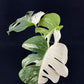 Monstera deliciosa albo