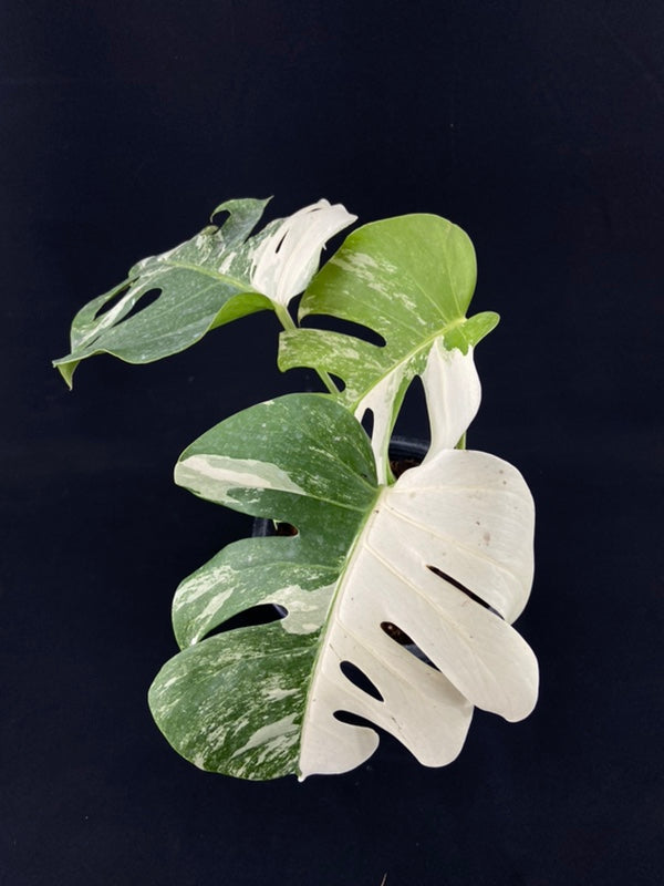Monstera deliciosa albo