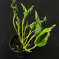Epipremnum sangri-la