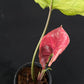 Syngonium Strawberry Ice
