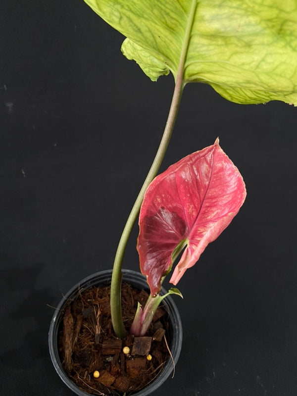 Syngonium Strawberry Ice