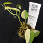 Scindapsus hederaceus variegated
