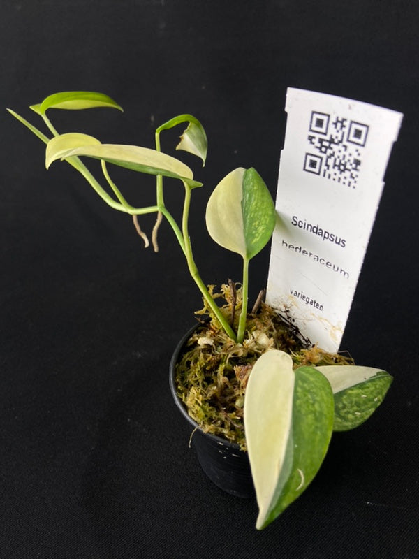 Scindapsus hederaceus variegated