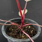 Philodendron Pink Princess Marble