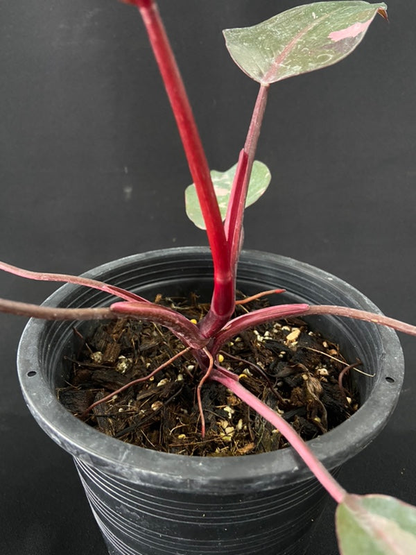 Philodendron Pink Princess Marble