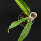 Monstera obliqua yasuni (medium)