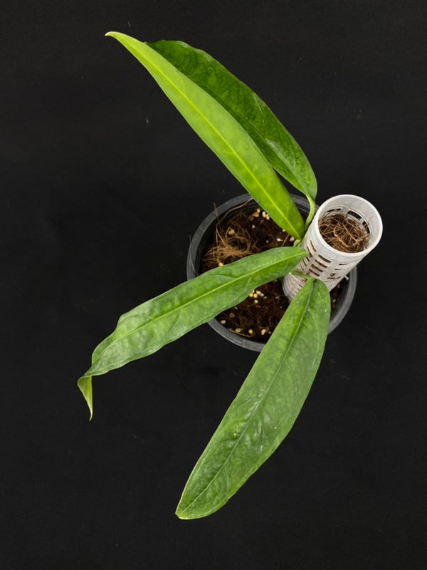 Monstera obliqua yasuni (medium)