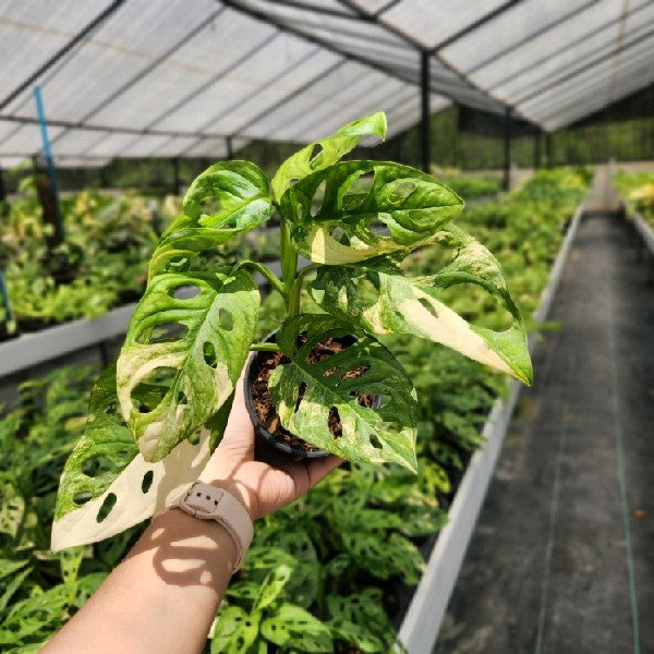 Monstera adansonii aurea