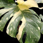 Monstera Thai Constellation