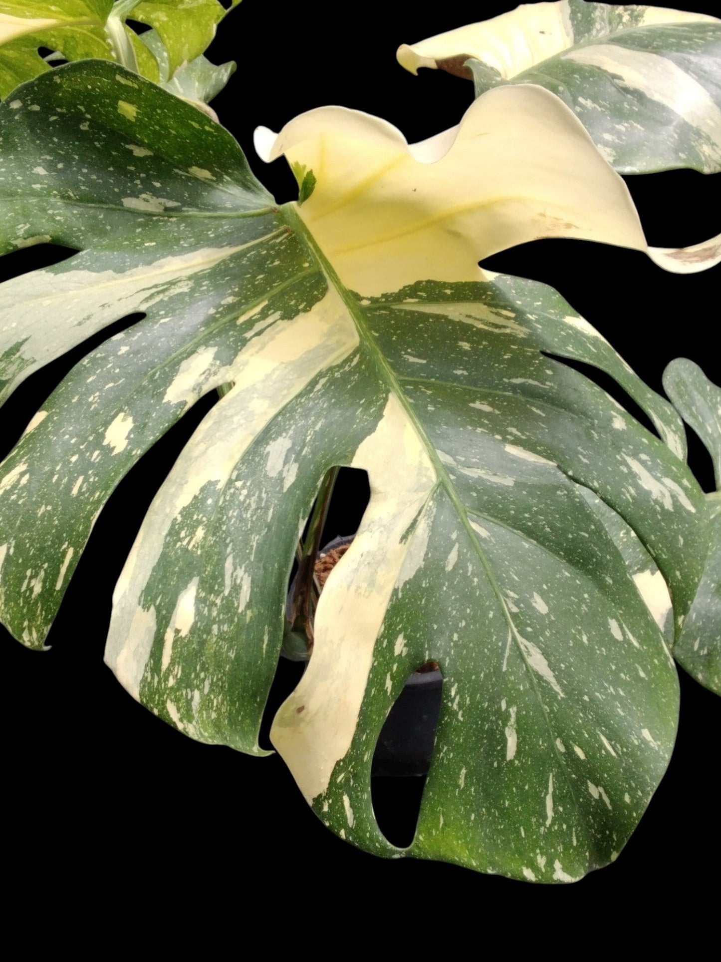 Monstera Thai Constellation