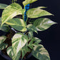 Epipremnum pinnatum Golden Star