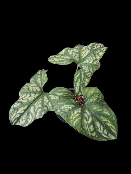Cercestes mirabillis
