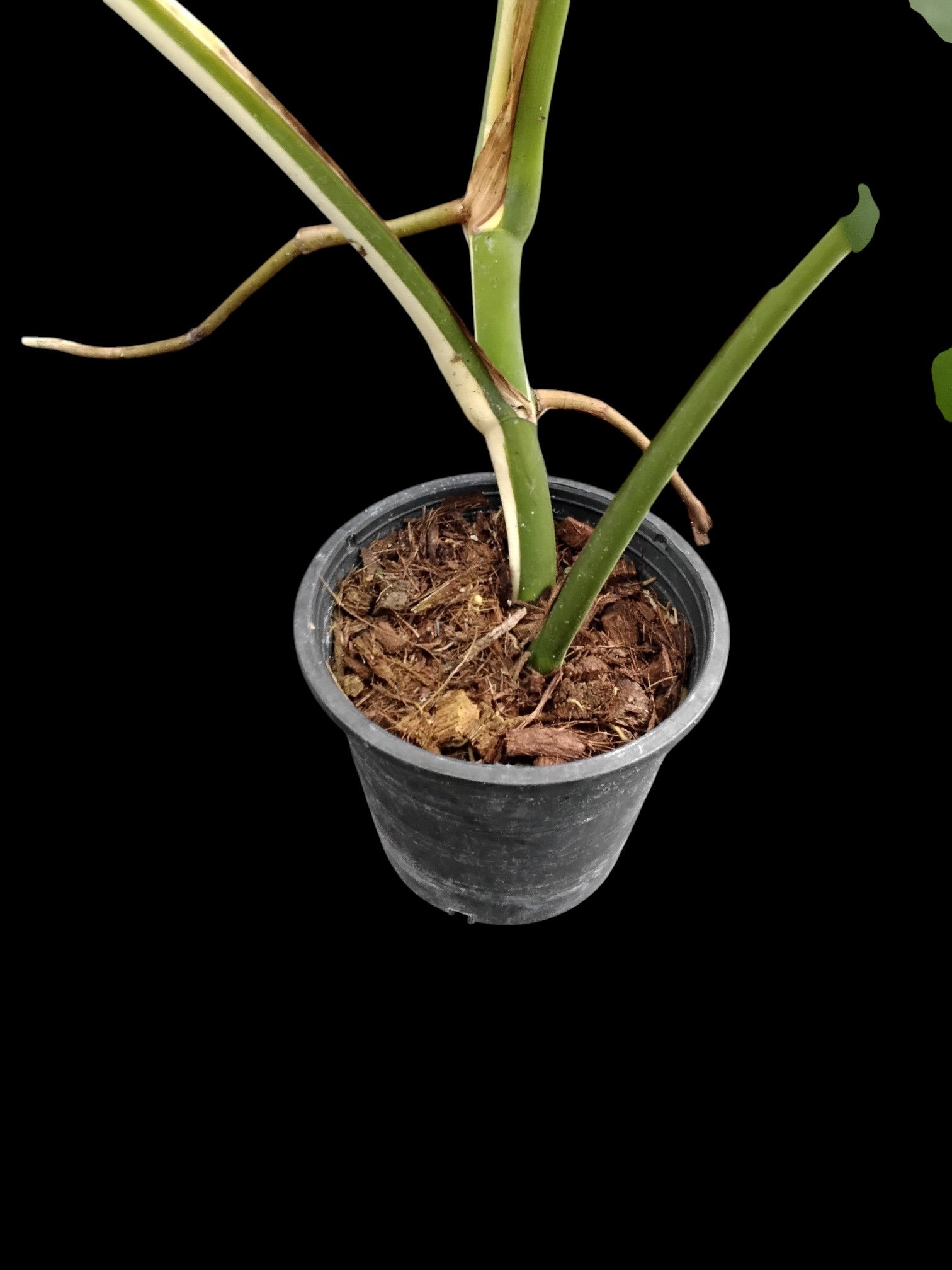 monstera albo cuttings for sale Monstera deliciosa albo – Amazon Garden Thailand