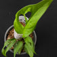 Monstera sp Tamarindo