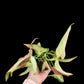 Syngonium Orm Nagpum