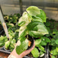 Scindapsus Marble Queen