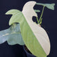 Philodendron bipennifolium variegated