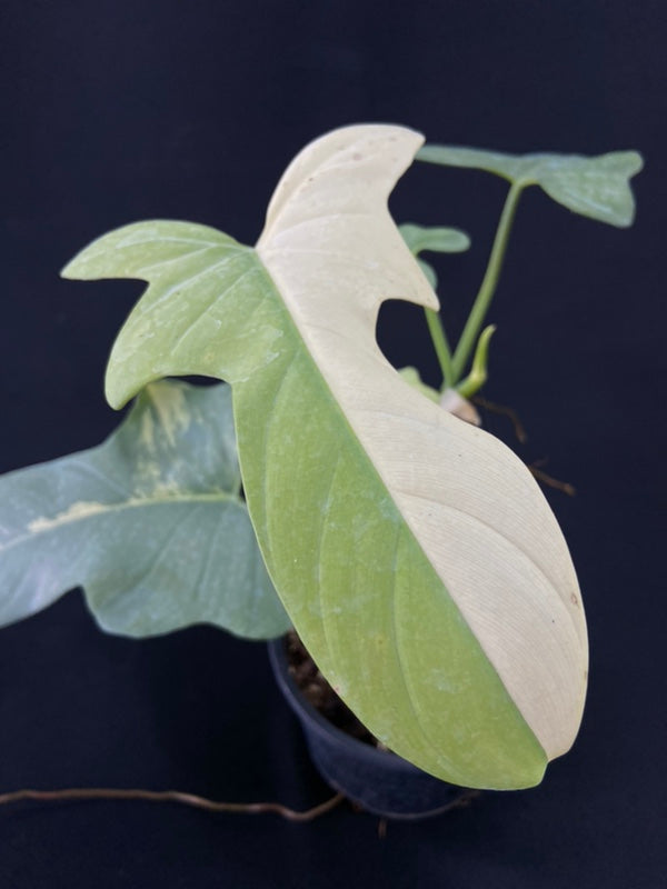 Philodendron bipennifolium variegated