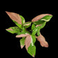 Syngonium Red Spot Tricolor