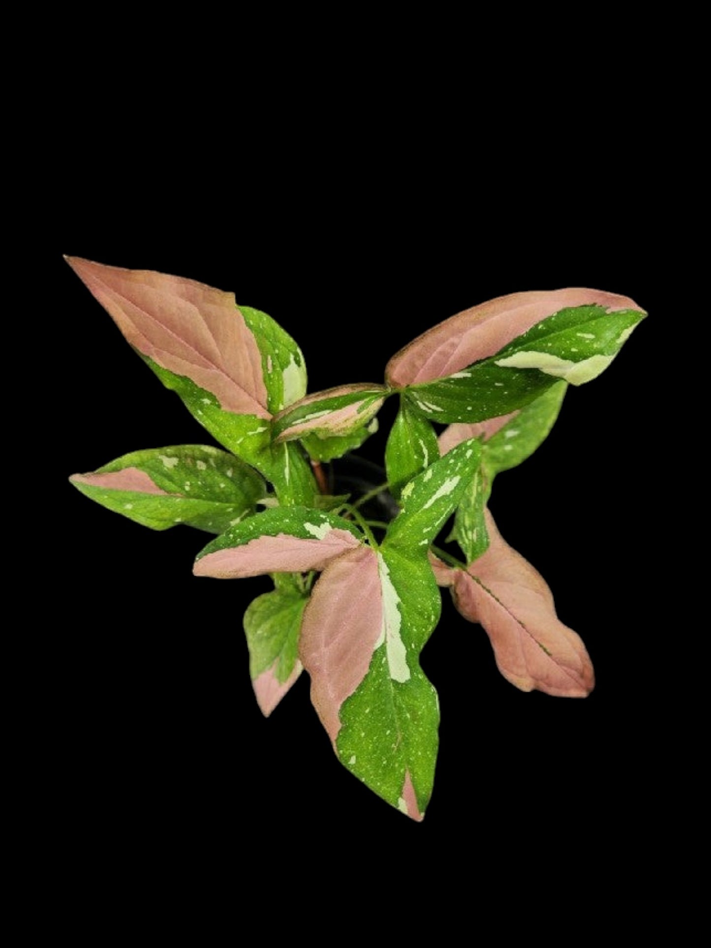Syngonium Red Spot Tricolor
