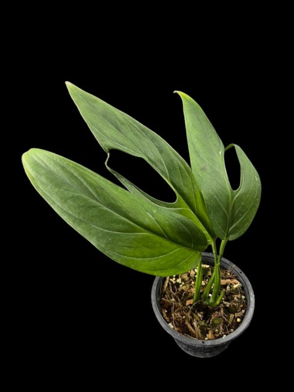Monstera obliqua sp Colombia (M)