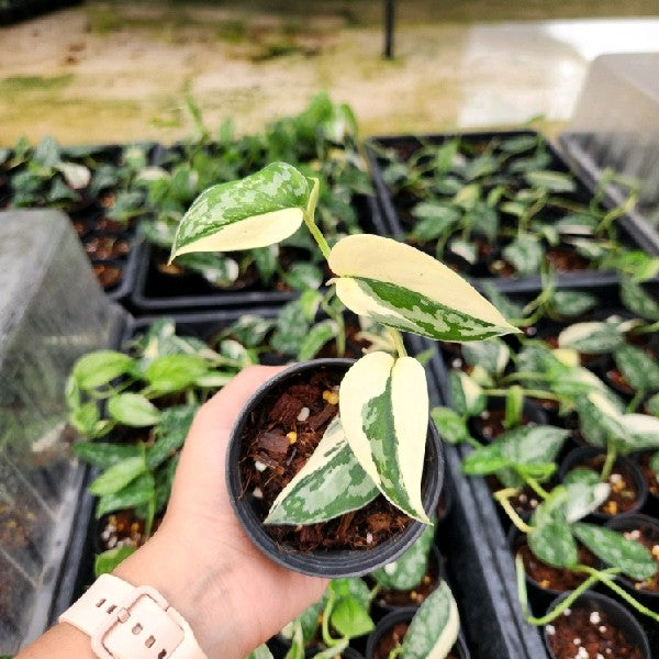 Scindapsus Mayari