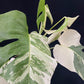 Monstera deliciosa albo