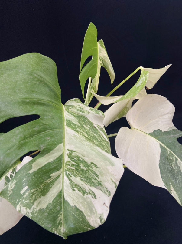 Monstera deliciosa albo